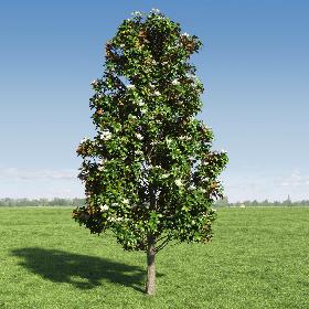 Magnolia tree (2)